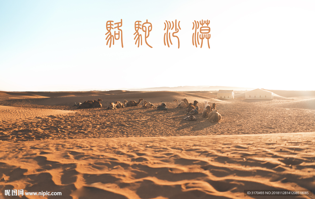 沙漠 动物 骆驼 旅游 户外