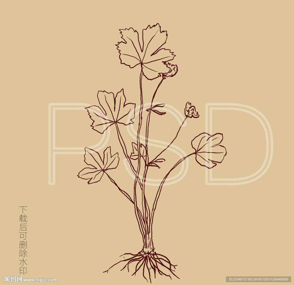 毛茛