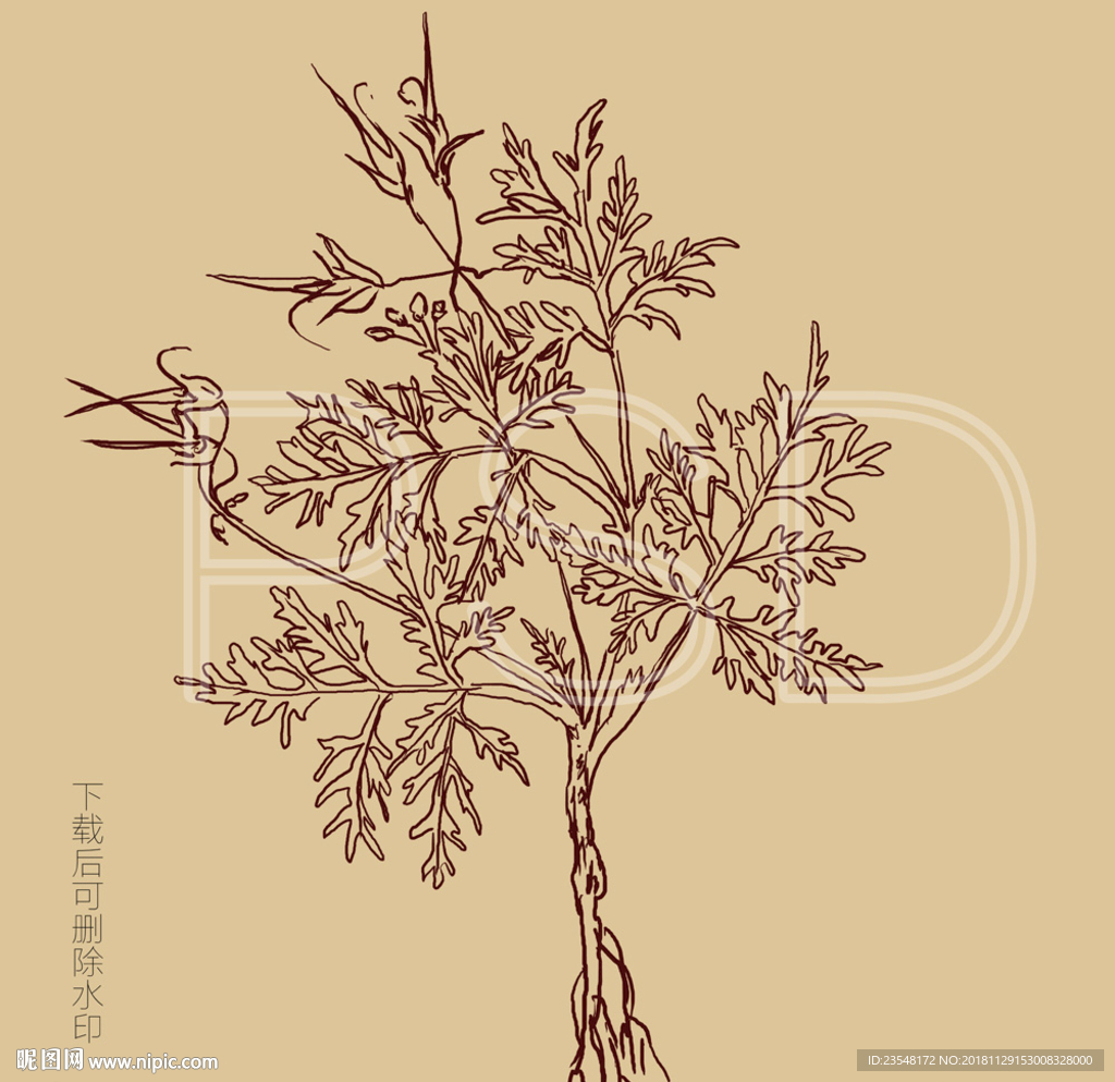牻牛儿苗