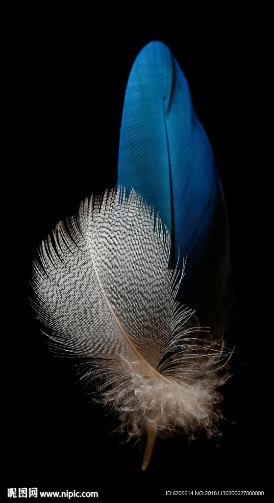抽象 羽毛