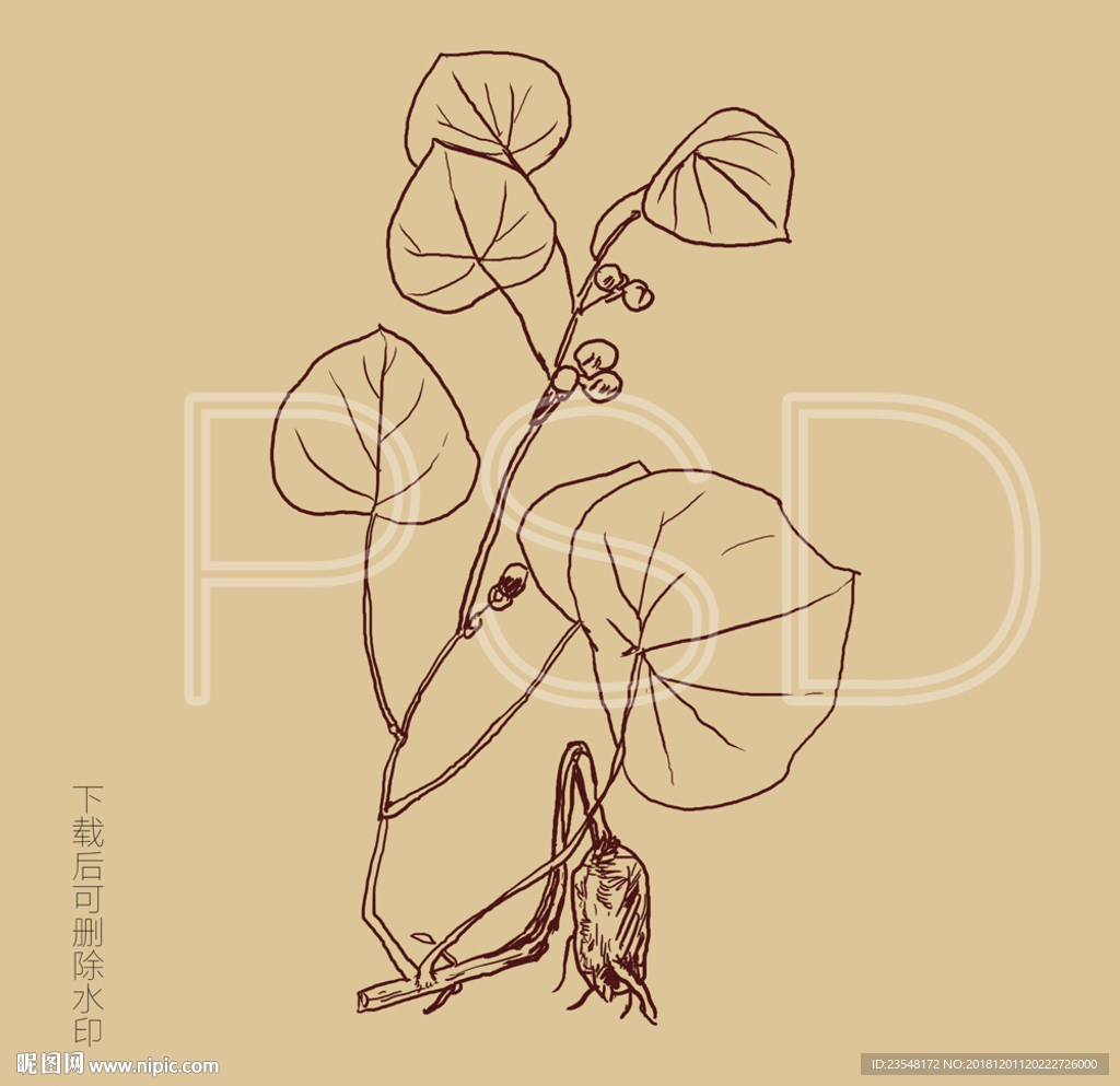 白药子
