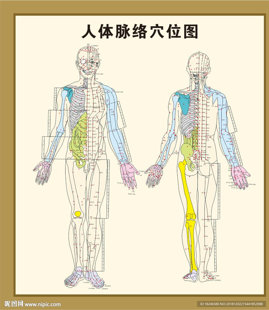 鍵 詞:經絡 經絡圖 經絡大全 十二大經絡 經絡展板