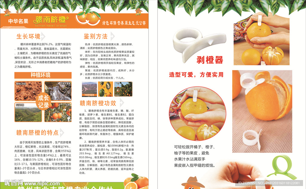 剥橙器彩页