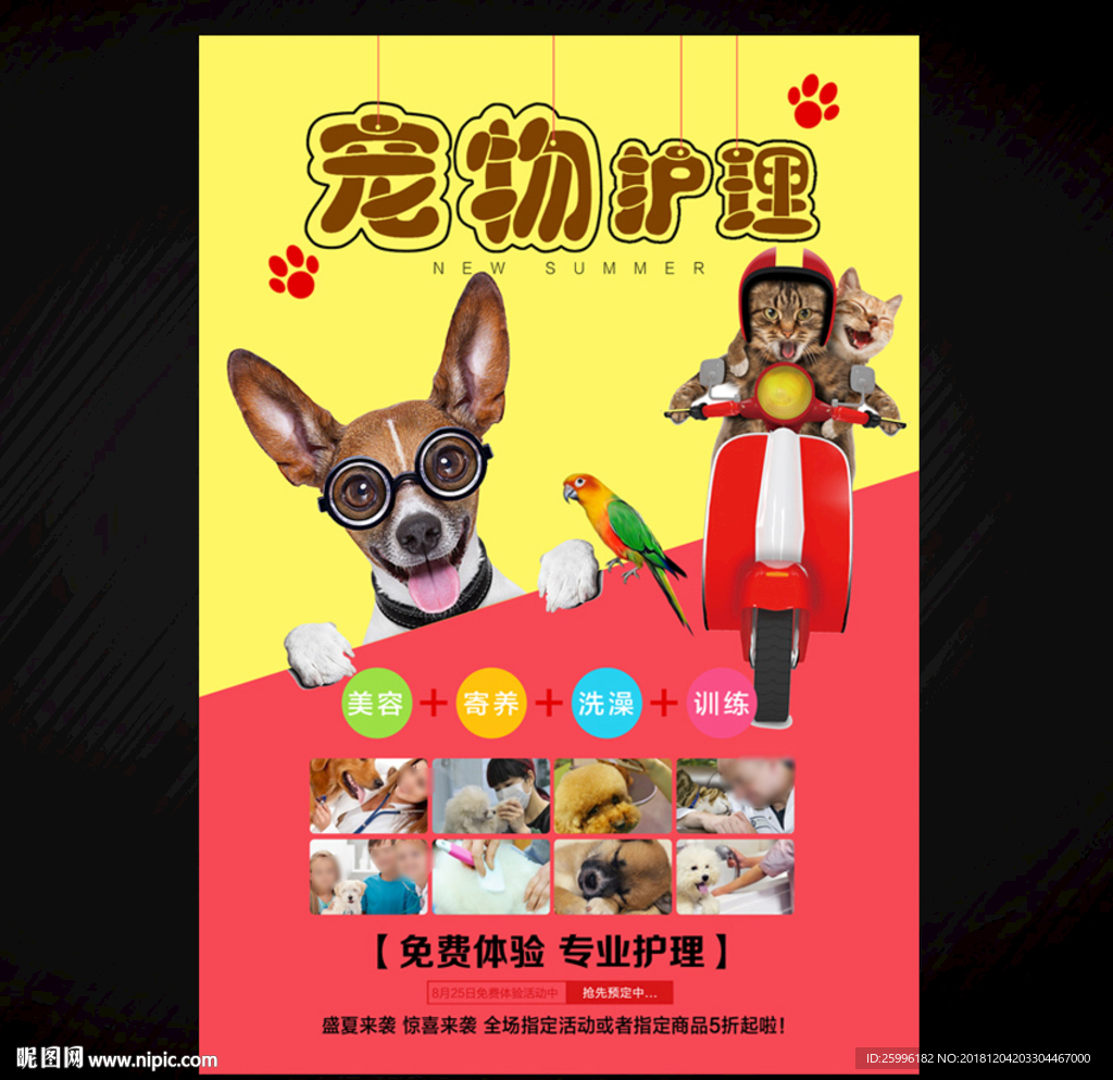 宠物