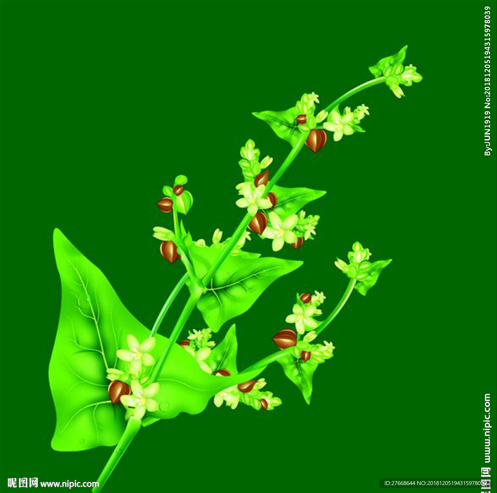 苦荞