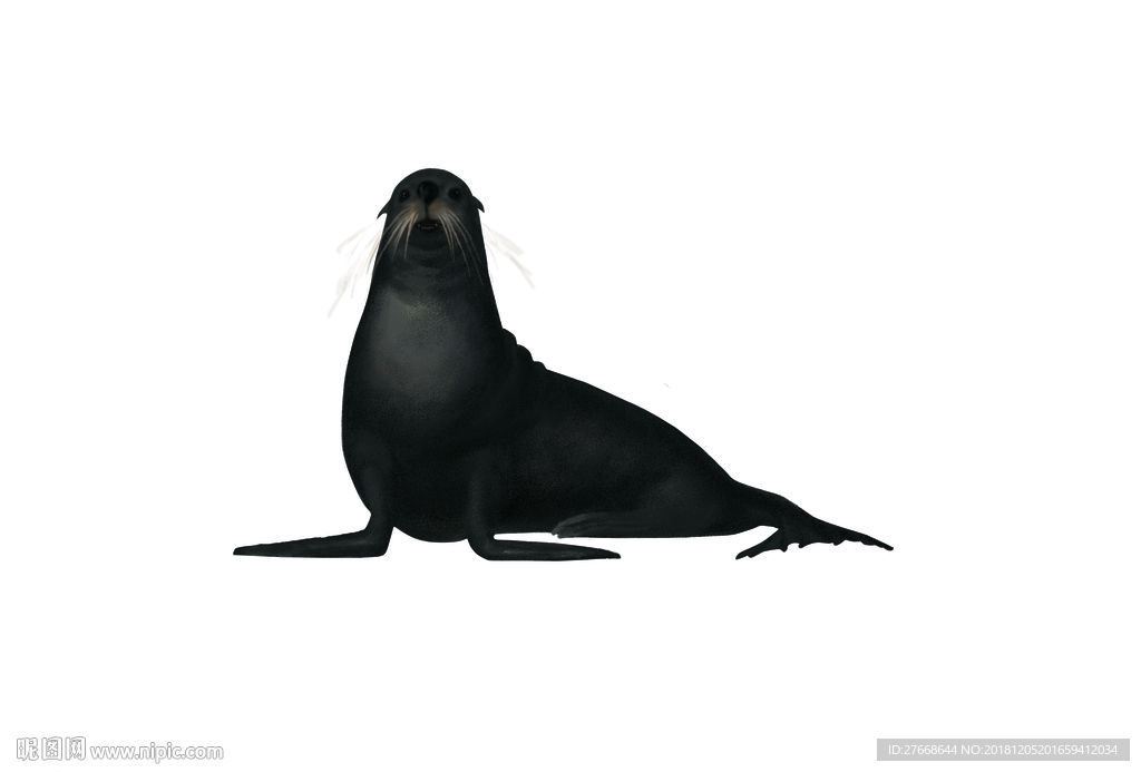 海狗