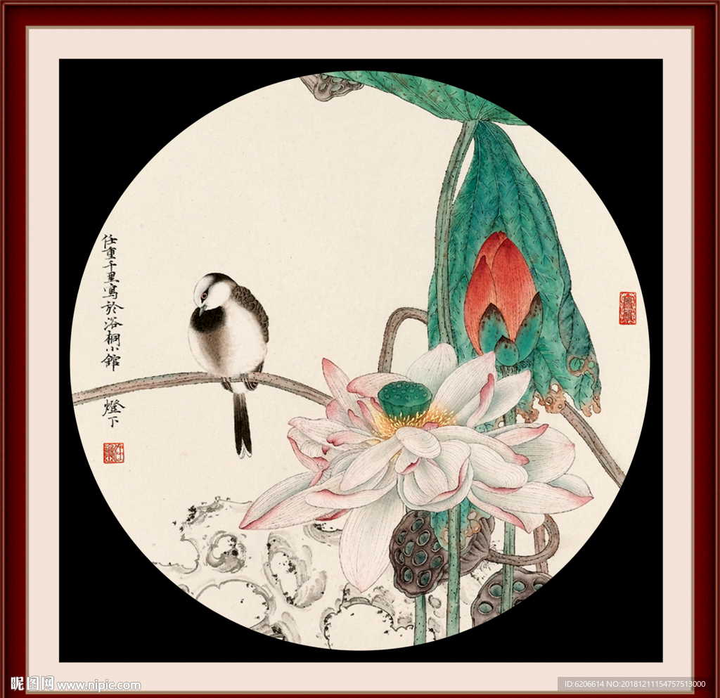 荷花图片