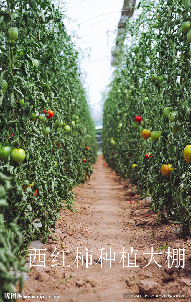 西红柿果园