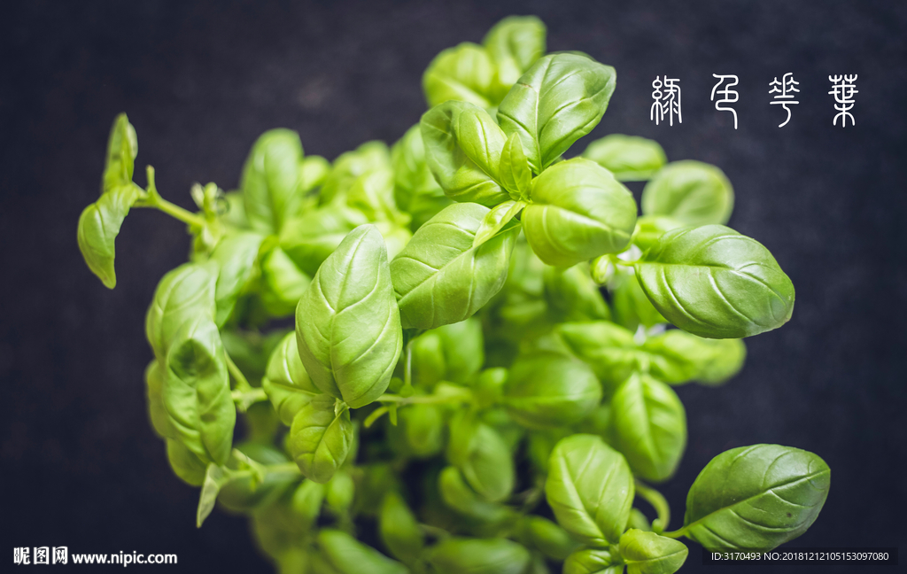 绿色花叶