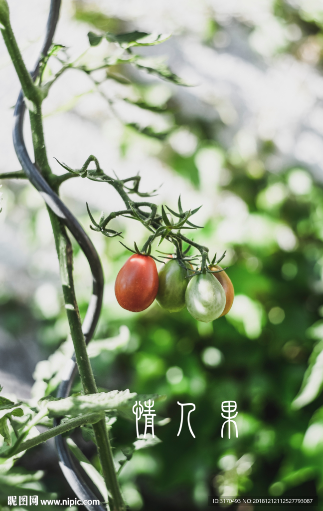 情人果种植