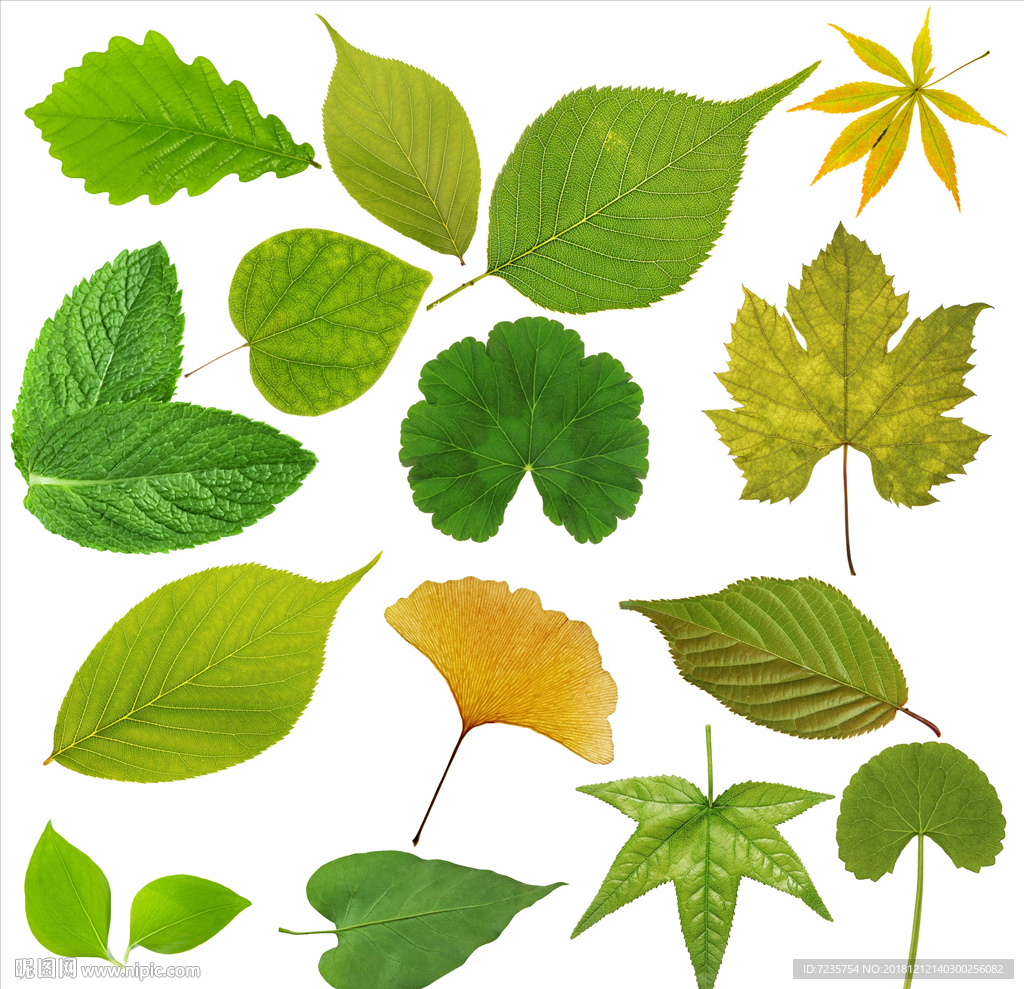 叶子抠图