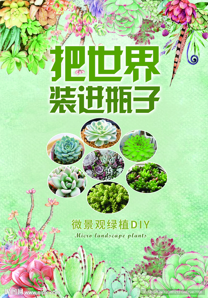 多肉植物图片