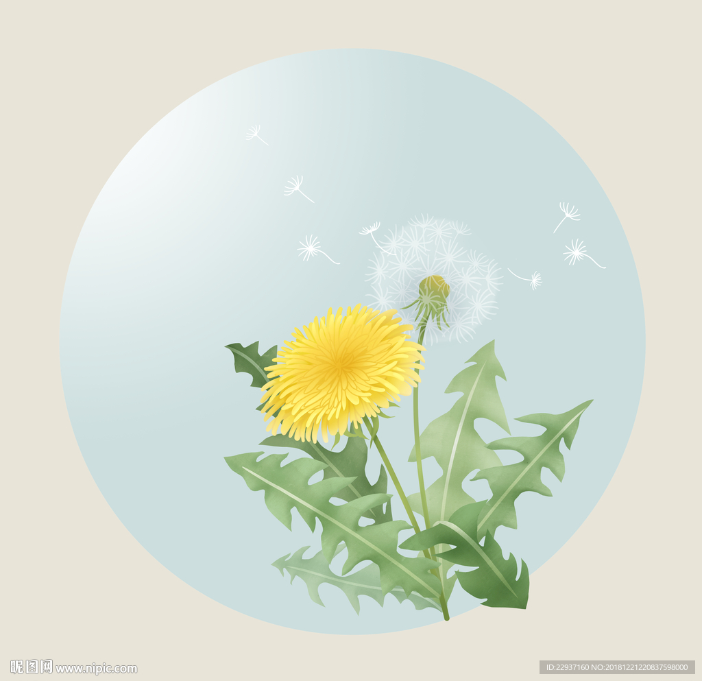 蒲公英
