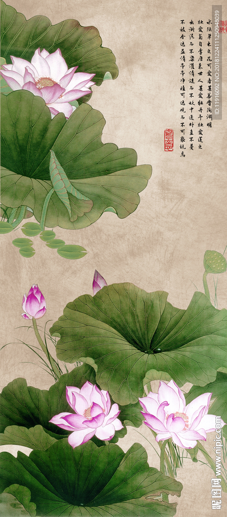 荷花