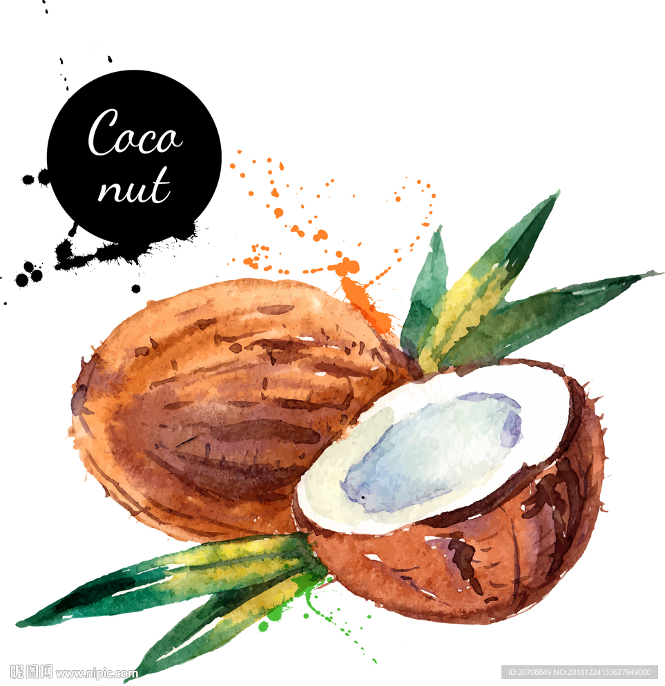 手绘水彩椰子矢量素材