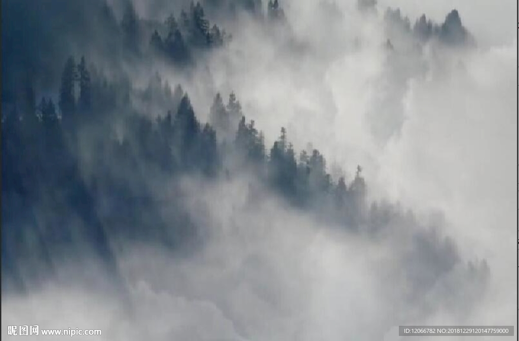 背景 云 森林 雾