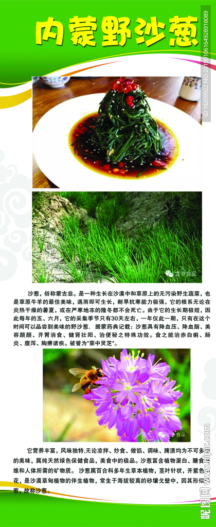 野沙葱 内蒙野沙葱 沙葱