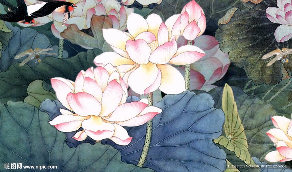 荷花