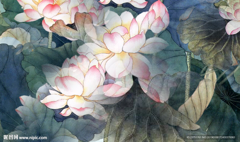 荷花