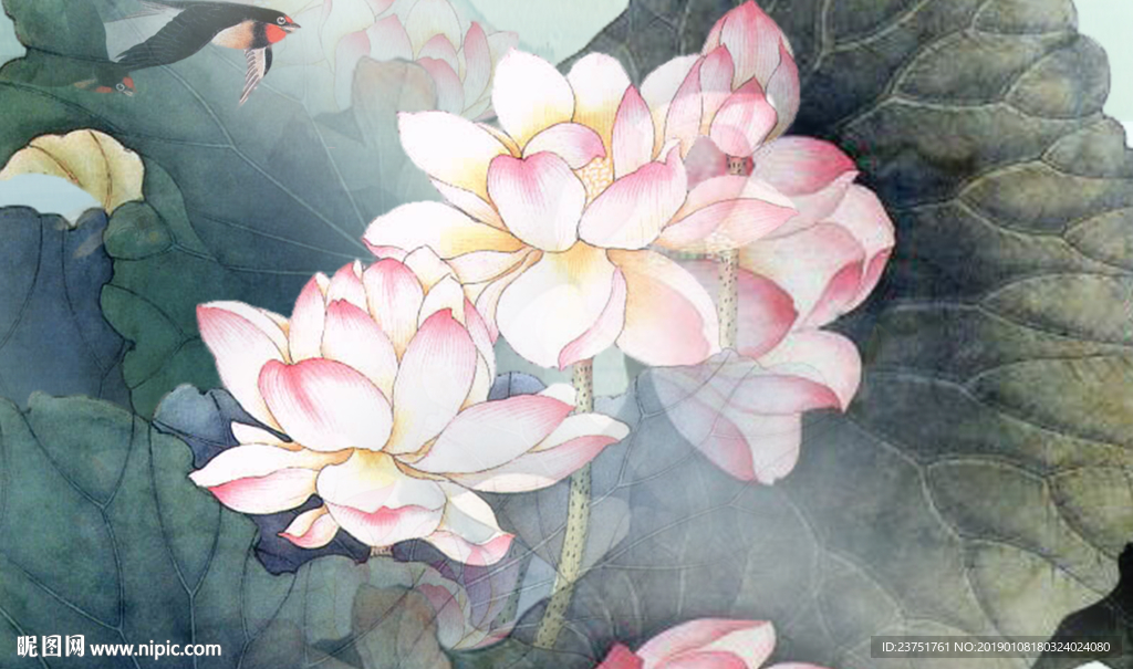 荷花