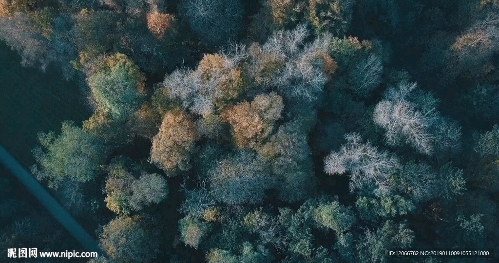 森林