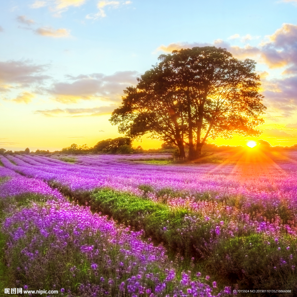 薰衣草 风景画 气球 热气球