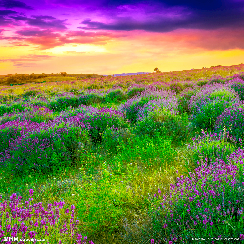 薰衣草 风景画 气球 热气球