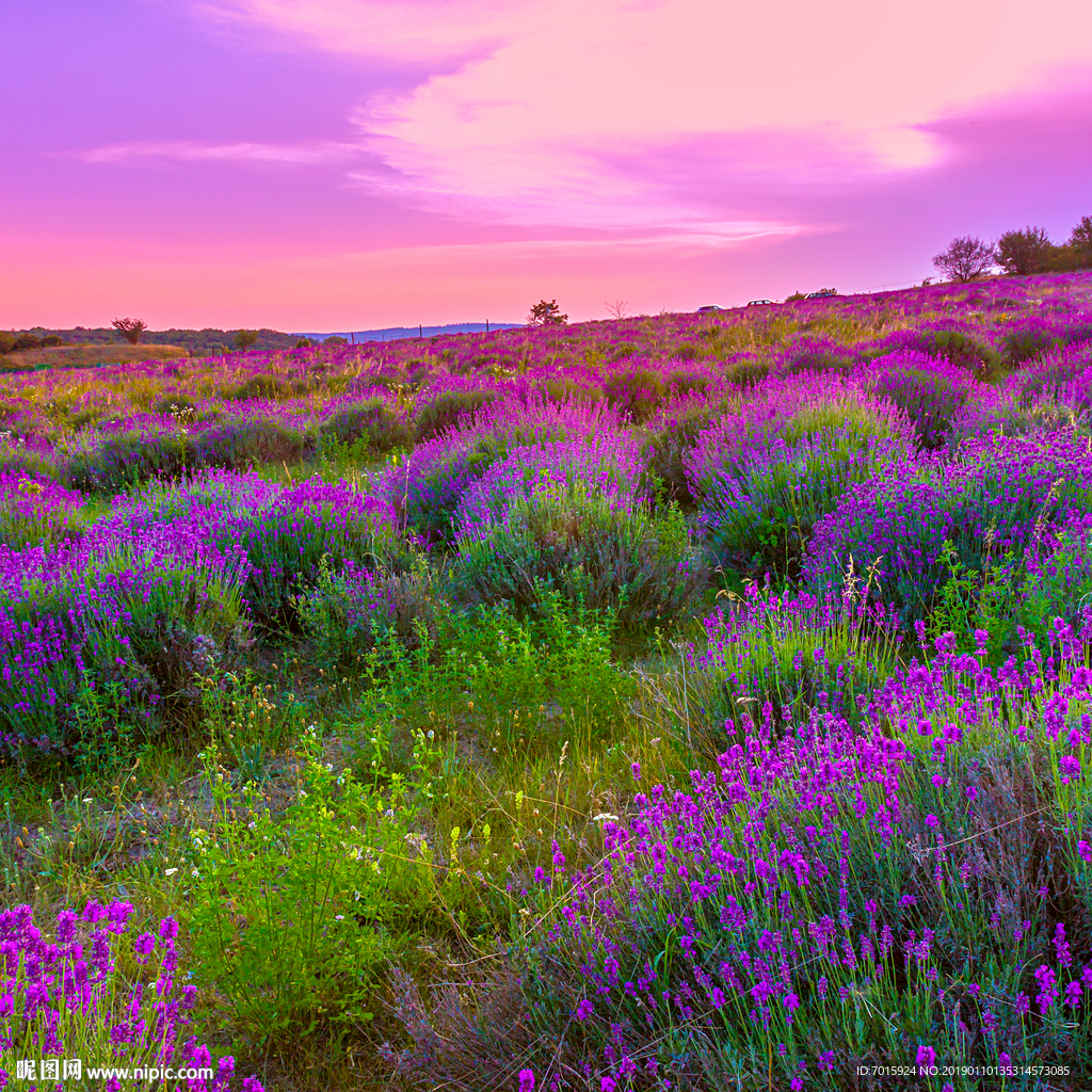 薰衣草背景 欧式风格背景