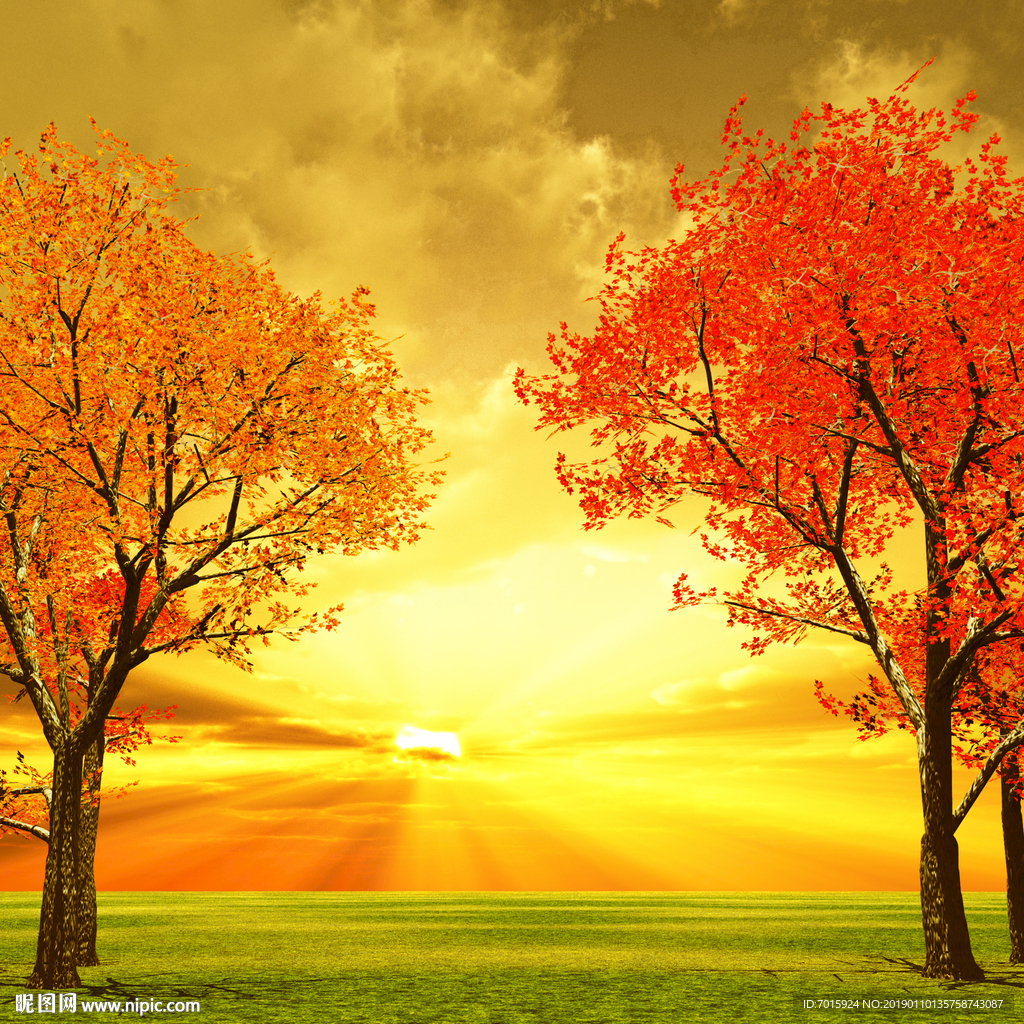 电视背景 薰衣草背景 高清背景