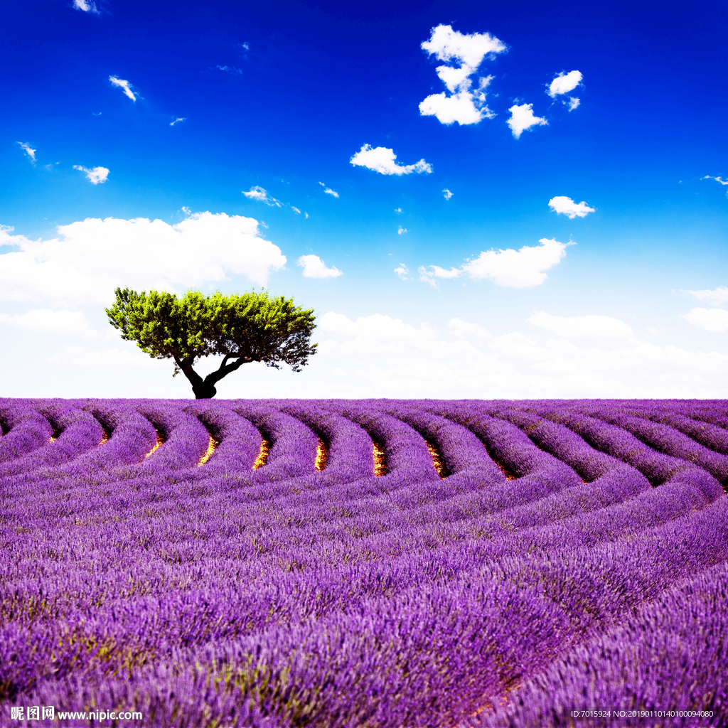 电视背景墙 薰衣草背景墙