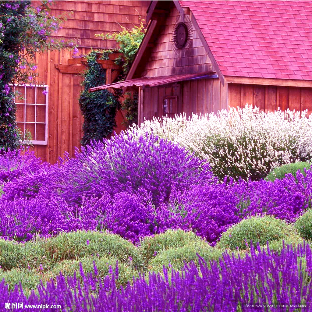 电视背景墙 背景墙  薰衣草