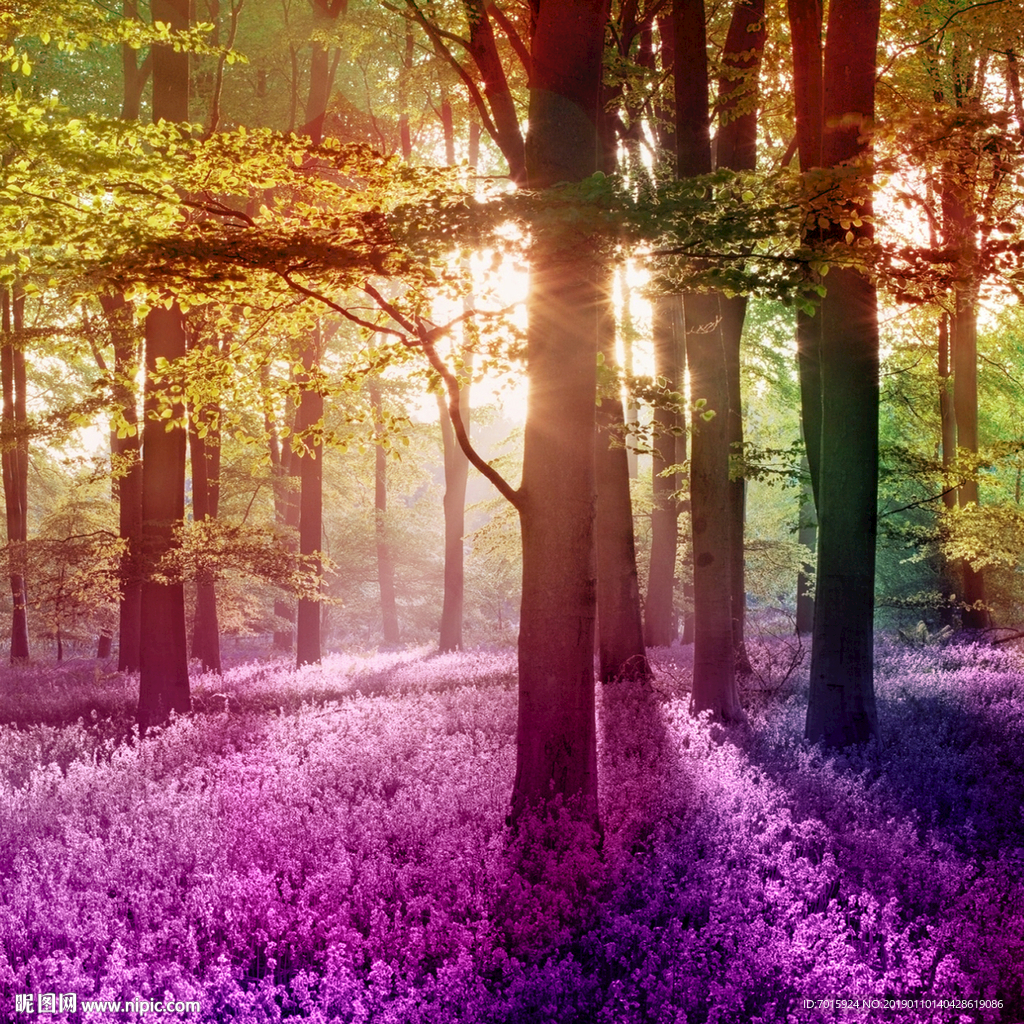 薰衣草 花田 电视背景墙