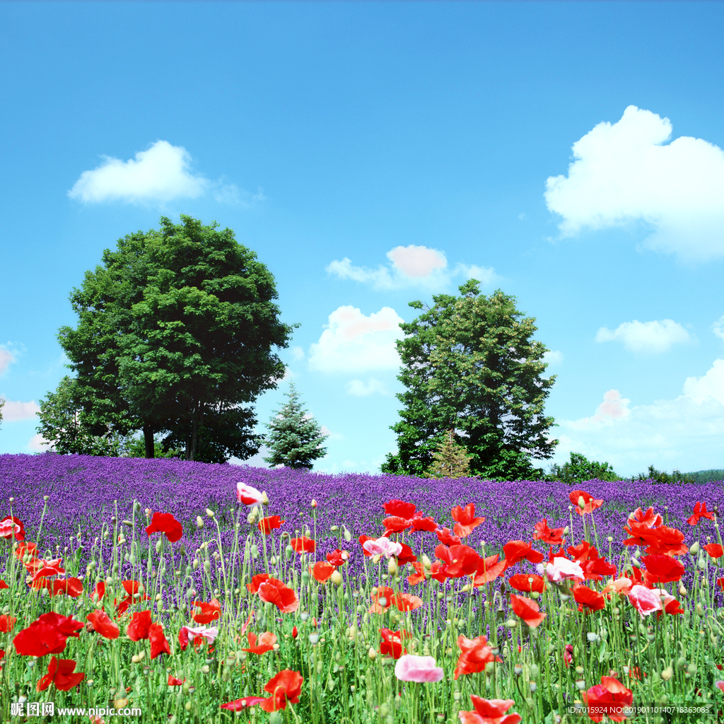花海 薰衣草背景