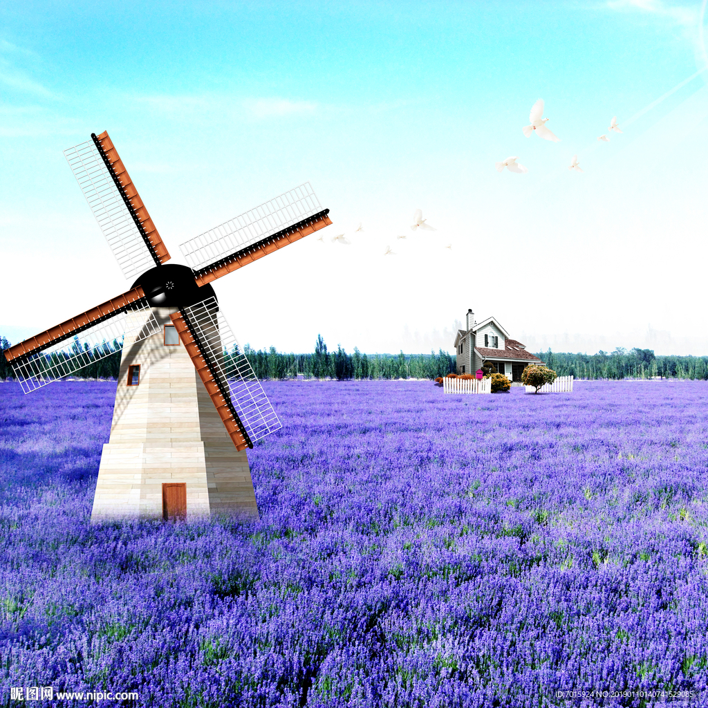 花海 薰衣草背景