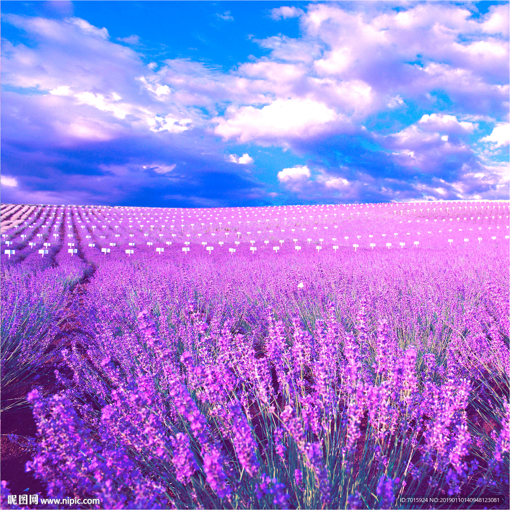 薰衣草花海 自然背景 自然清新