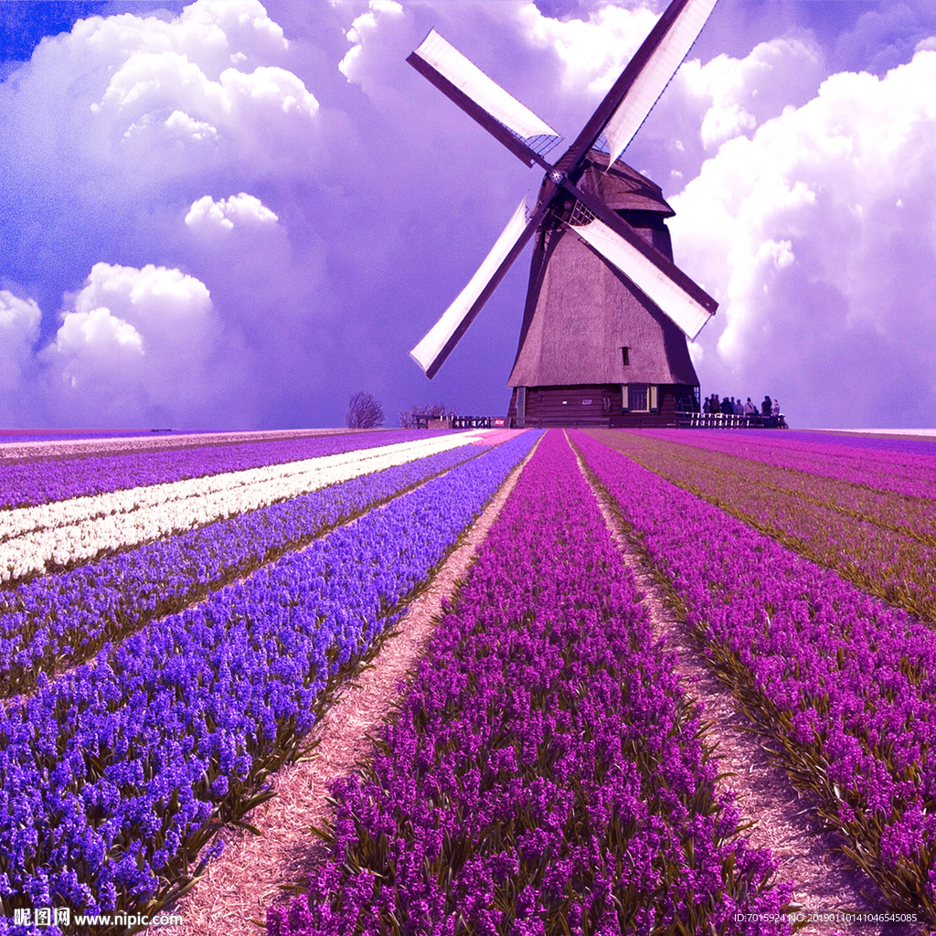 薰衣草背景薰衣草花