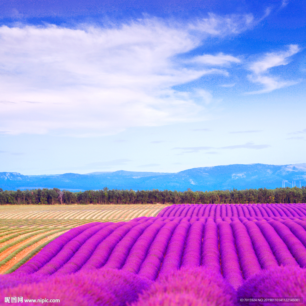 薰衣草背景 薰衣草花