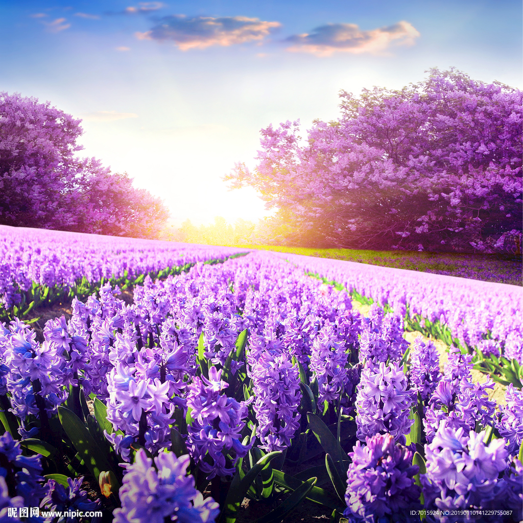 薰衣草背景 田园风光