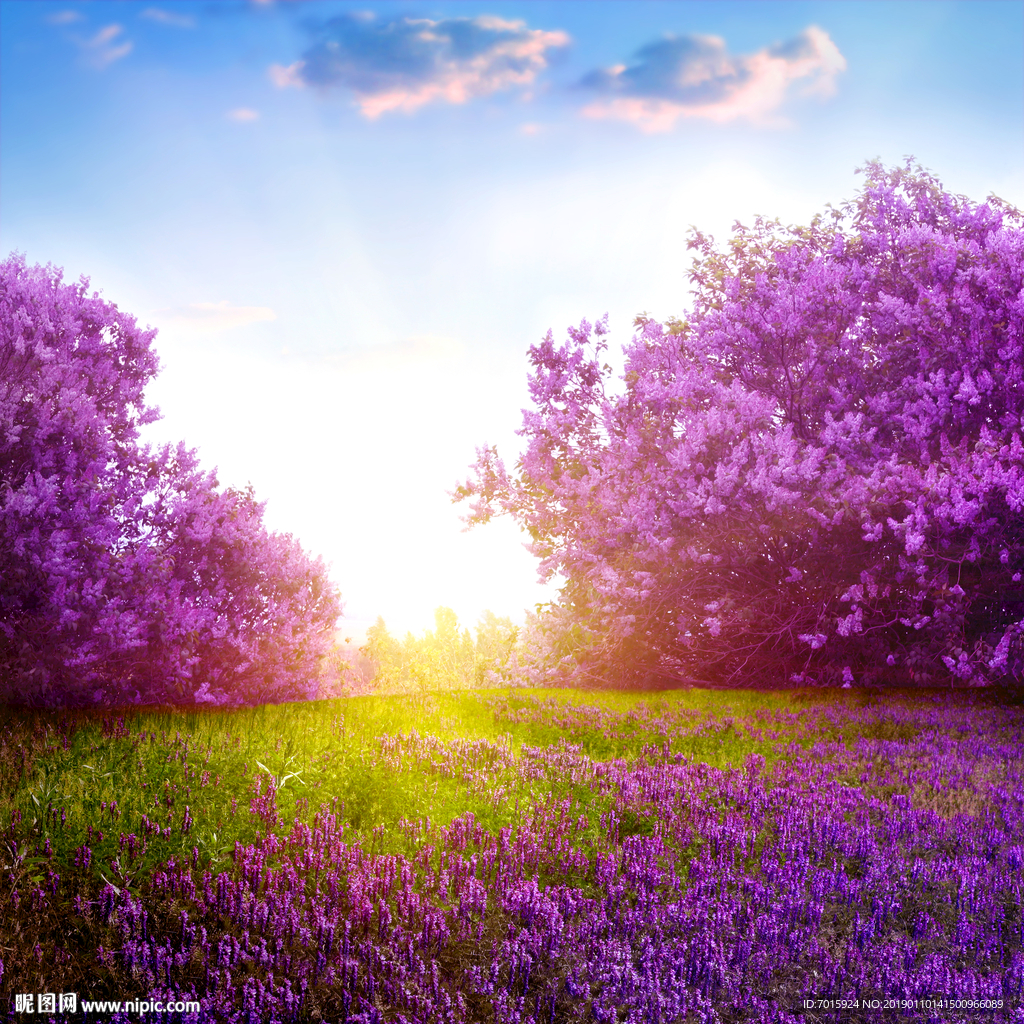 薰衣草 唯美花海 沙发背景