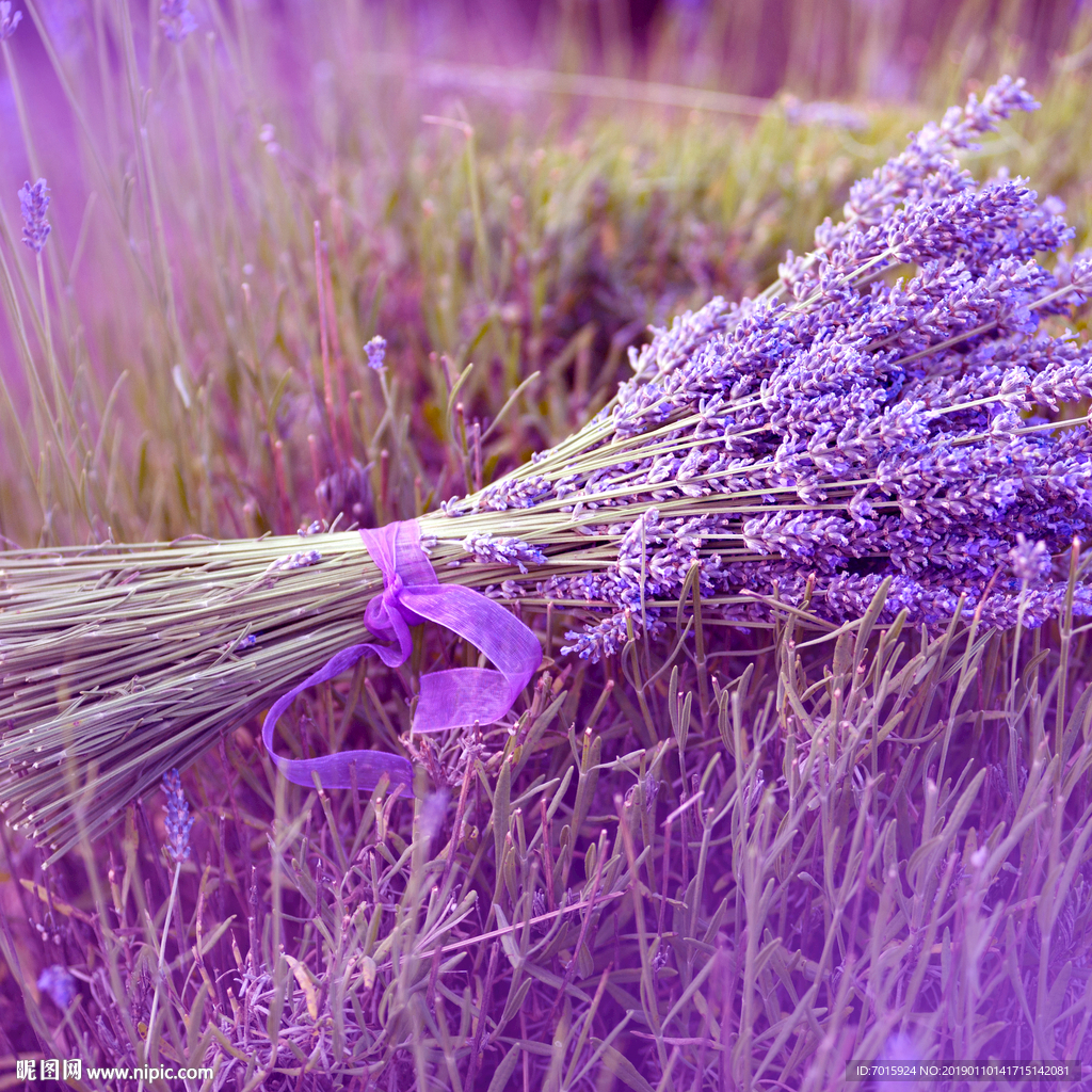 薰衣草电视背景墙