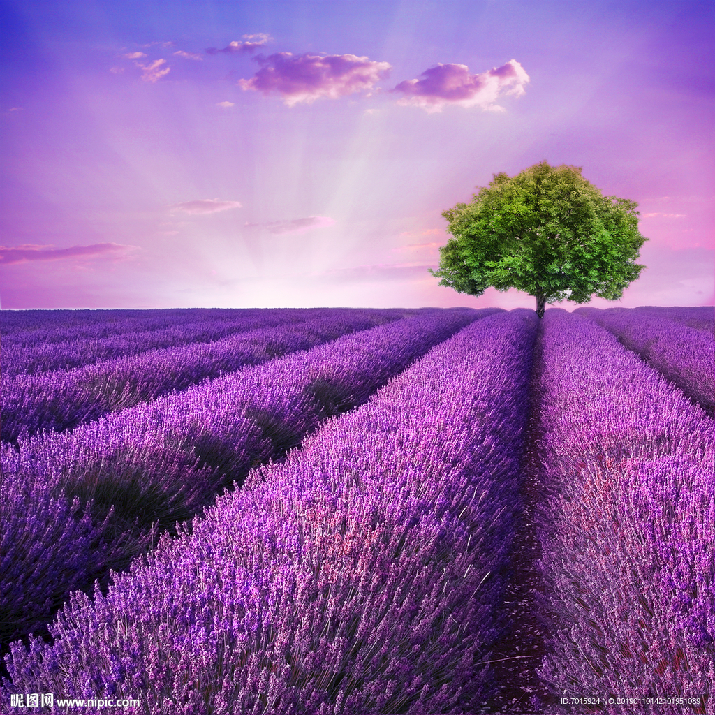 电视背景墙 薰衣草花海