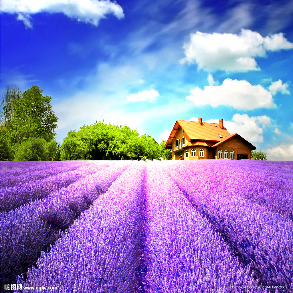 电视背景墙 薰衣草壁画