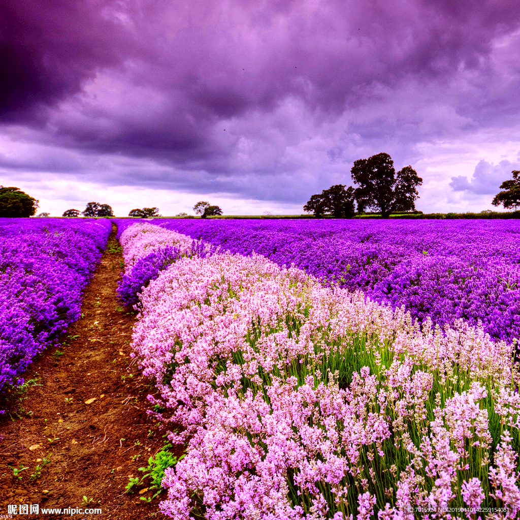 薰衣草电视背景墙