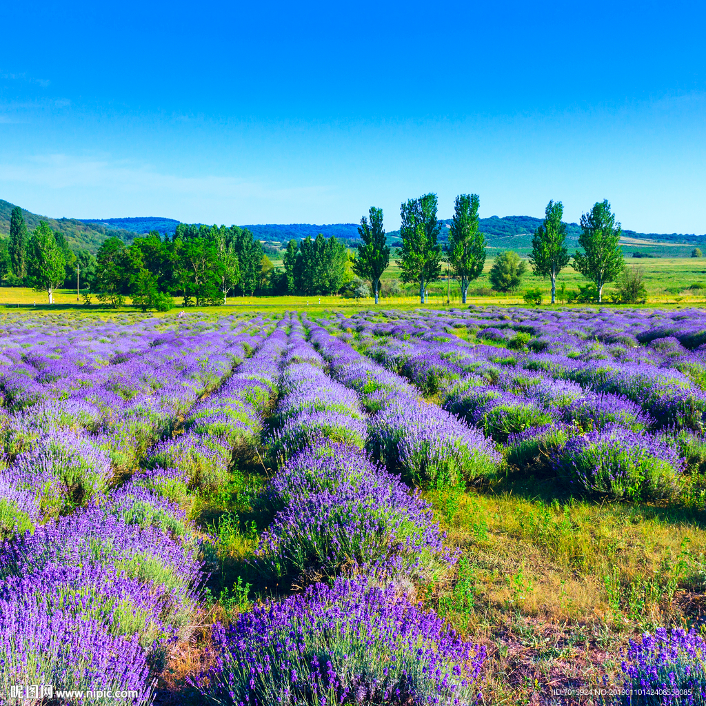 薰衣草 沙发背景 卧室背景