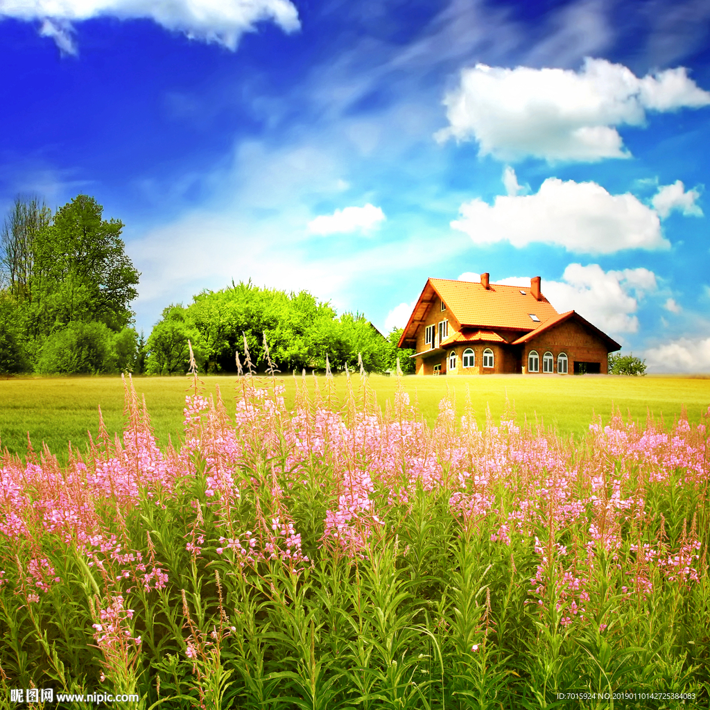 电视背景 薰衣草背景 高清背景
