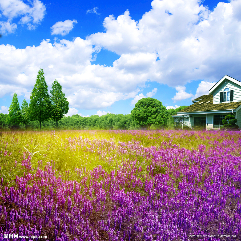 薰衣草电视背景墙