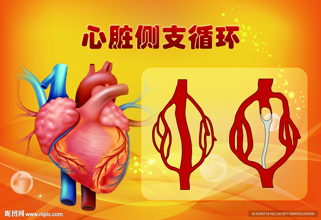 心脏侧支循环展板