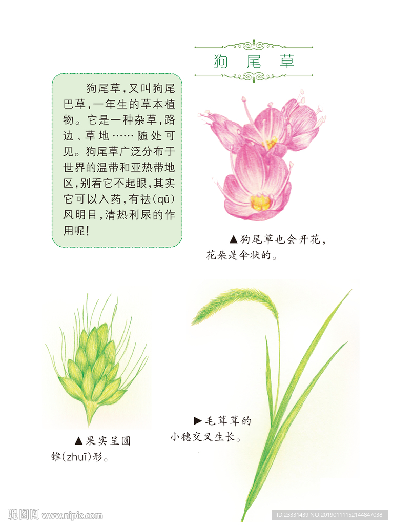 狗尾巴草和介绍