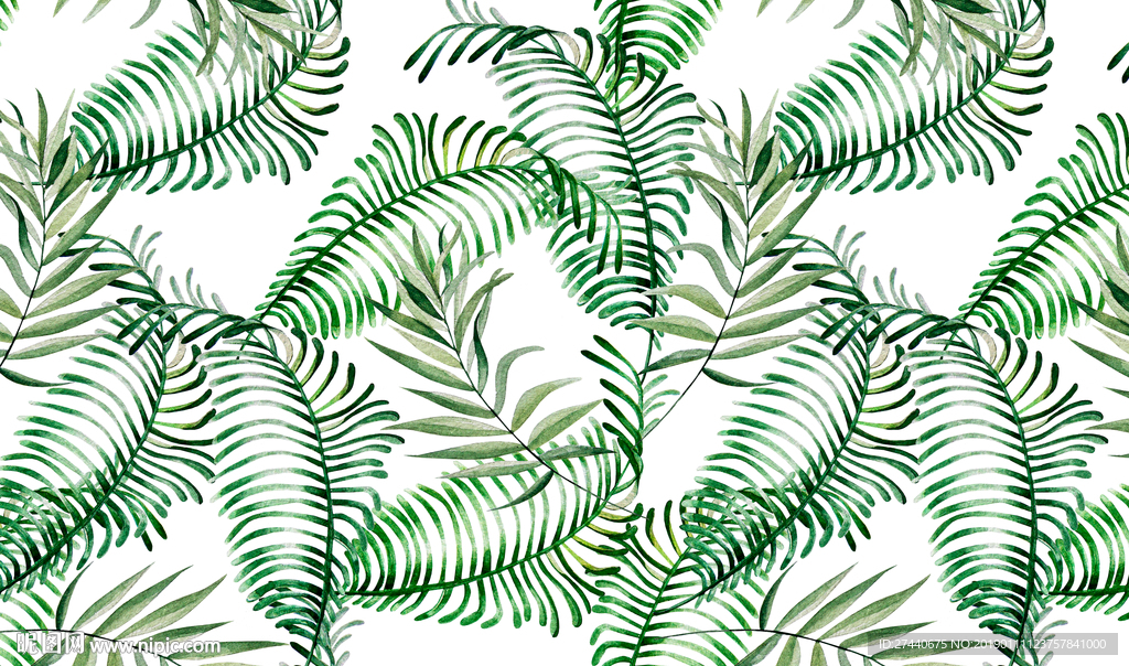 蕨类植物