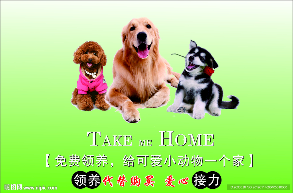 宠物领养